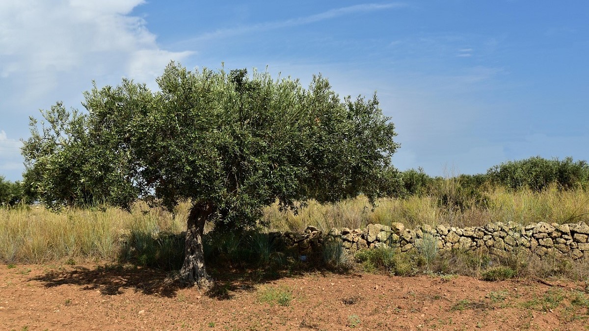 AQG Labs Servicios agronomicos para olivo|Monitoreo de la nutrición de cultios olivo
